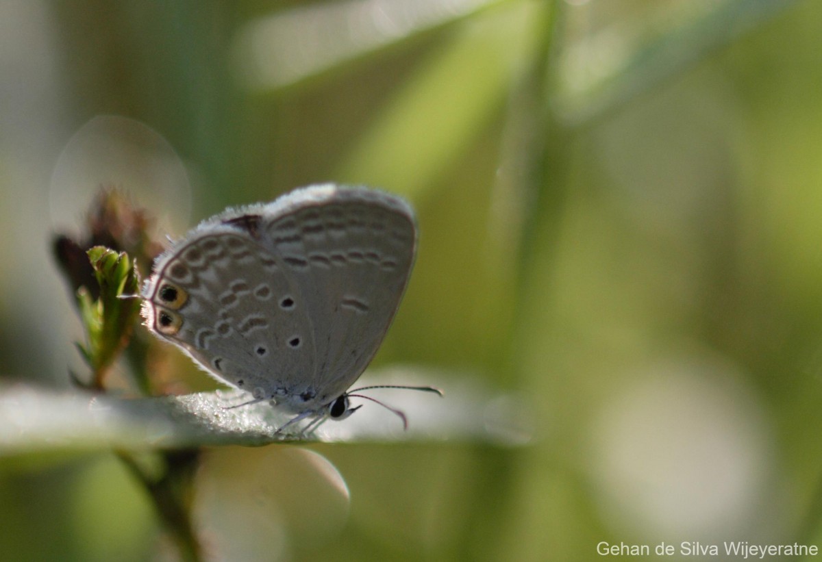 Euchrysops cnejus Fabricius, 1798